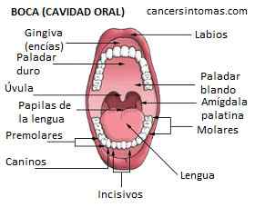 Sintomas De Cancer De Boca Oral Bucal Primeros Iniciales Y