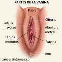 partes de la vagina