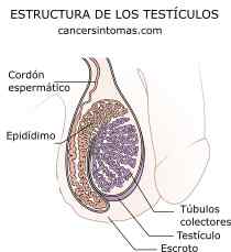 estructura de los testiculos