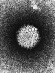 Papilomavírus humano